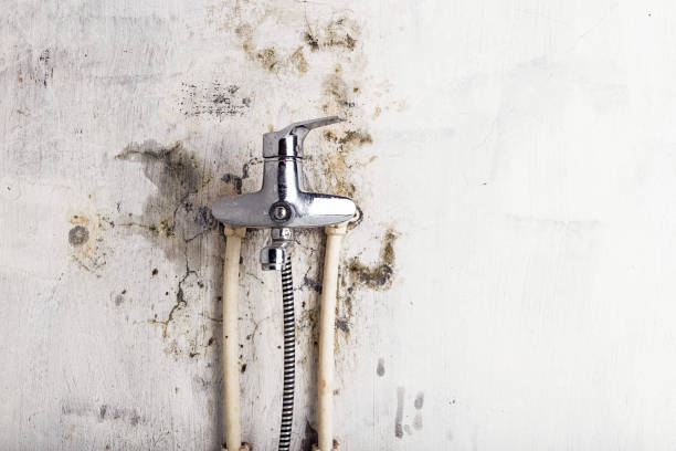 Best Home Mold Removal  in Ephrata, PA