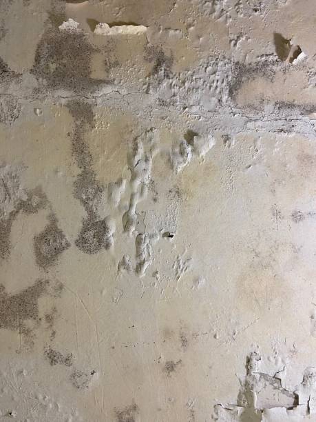 Best Attic Mold Removal  in Ephrata, PA