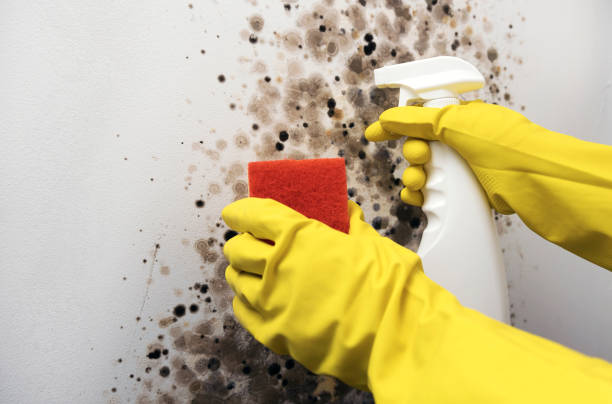 Best Mold Damage Repair  in Ephrata, PA